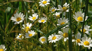 White yellow flower field bouquet - yellow center free wallpaper