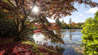 Lake autumn leaves sunset forest - the leaf free wallpaper