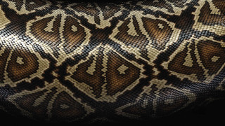 Cobra snake skin honeycomb fishnet - texture free wallpaper