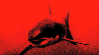Bird red black conceptual lostfish - a picture of a bird free wallpaper