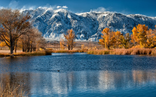 Lake mountains bird autumn forest - yellow leaf free wallpaper