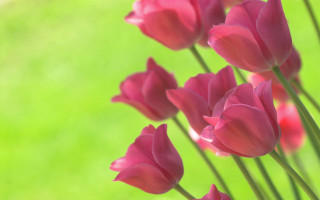 Pink flowers vase sunny day - outside free wallpaper