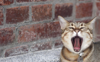 Cat yawning ledge blurry shiba - cornelia parker free wallpaper