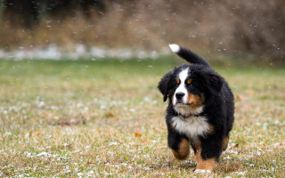 Dog running snow frisbee impressionist - a frisbee free wallpaper