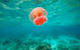 Jellyfish red head tail underwater - jellyfish free wallpaper