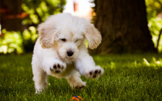 Puppy running grass ball paw - action painting free wallpaper