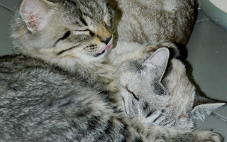 Two cats sleeping jigsaw animal - brian and wendy froud free wallpaper