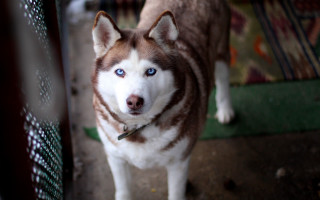 Husky blue eyes fence chair - a husky dog free wallpaper