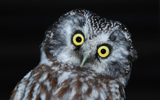 Owl yellow eyes black white - white background free wallpaper
