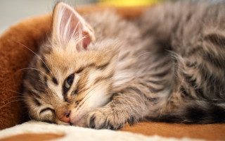 Kitten sleeping blanket room window - blanket free wallpaper