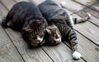 Two cats wooden floor blurry - animal photography free wallpaper