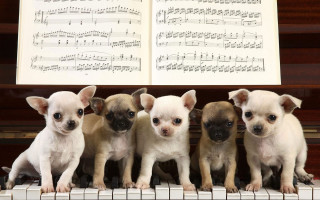 Small dogs piano music puzzle - a sheet of music free wallpaper