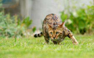 Cat running grass yard blurry - david young cameron free wallpaper