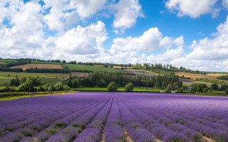 Lavender field blue sky houses 2 - a field of lavender free wallpaper