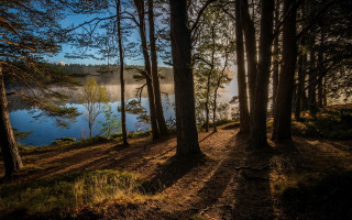 Forest lake fog autumn bare - a lake in the background free wallpaper