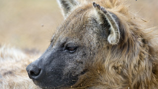 Hyena closeup blurrygrass bushes sharpfocus - sharp focus free wallpaper