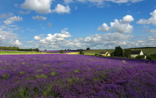 Lavender field blue sky houses - a field of lavender free wallpaper