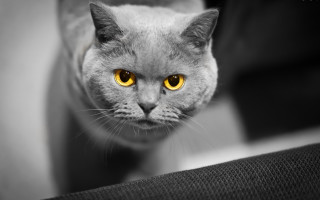 Black cat yellow eyes looking 2 - a stock photo free wallpaper