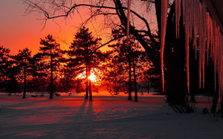 Sunset trees snow person winter 2 - the ground and a person free wallpaper