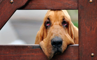 Dog head out gate looking - wide free wallpaper