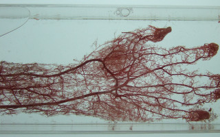 Tree roots water cherry blossoms - chiharu shiota free wallpaper
