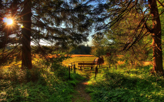 Woodland path horse autumn sunset - a horse free wallpaper