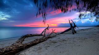 Tree branch beach sunset mystical - mystical free wallpaper