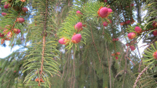 Red fruit tree bush flower - branch free wallpaper