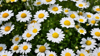 Flower field bouquet yellow petals - a yellow center free wallpaper