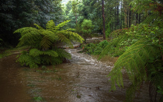 Stream forest rain water trees - stormy weather free wallpaper