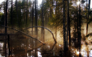 Swampy fallen tree sunshine fog - fallen free wallpaper