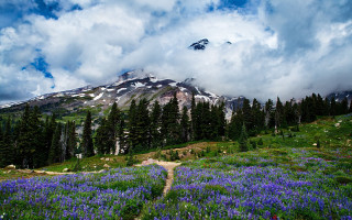 Mountain trail flower field forest - a forest of trees free wallpaper