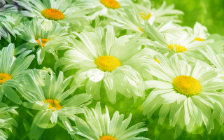 White yellow flower field macro 4 - a blurry background of the flowers free wallpaper