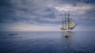 Large boat dolphin ocean matte - a matte painting free wallpaper