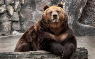 Brown bear log zoo tree 3 - a brown bear free wallpaper