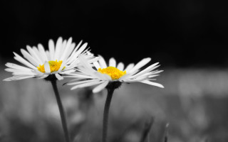 White flowers yellow centers macro 5 - a yellow center in the center free wallpaper