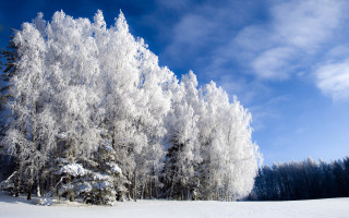 Snowy forest blue sky cherry - a few tree free wallpaper