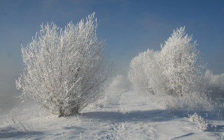 Snowy path trees bushes sunny - snow free wallpaper