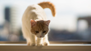 Cat window sill sun city - a city in the background free wallpaper