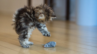 Kitten playing mouse wooden floor - a mouse free wallpaper