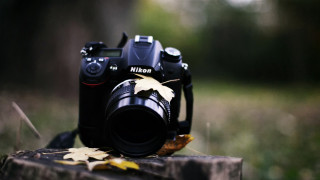 Camera stump woods leaves macro - nikon free wallpaper
