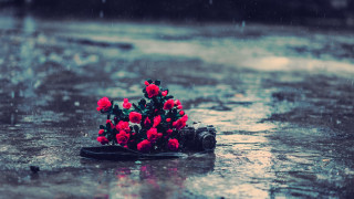 Flower reflection night sky macro - nature photography free wallpaper