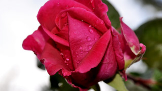 Pink rose water droplets macro 8 - a pink rose free wallpaper