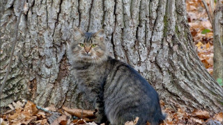 Cat leaves tree woods forest - felix octavius carr darley free wallpaper