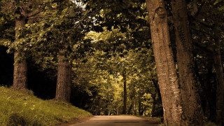 Night woods road bench trees - the side of the road free wallpaper