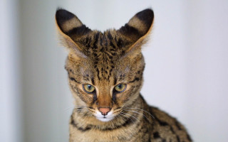 Serious cat large ear symmetrical - facial free wallpaper