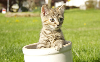 Small kitten white pot grass - a small kitten free wallpaper