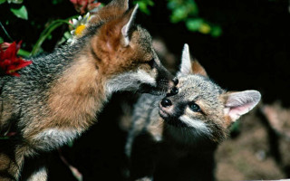 Foxes cubs flower field furry - brian and wendy froud free wallpaper
