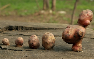 Potatoes wooden table grass ecological - ecological art free wallpaper