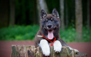 Dog sitting stump shiba inu - a stock photo free wallpaper
